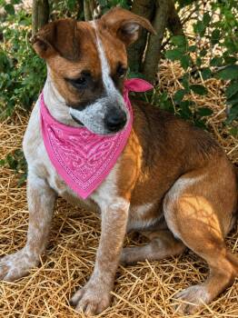 Penny -  Australian Cattle Dog Blue Heeler Dog for Adoption in Okolona, Mississippi - Penny | PetCurious