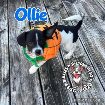 Ollie -  Shih Tzu and Rat Terrier Dog for Adoption in Omaha, Nebraska - Ollie | PetCurious
