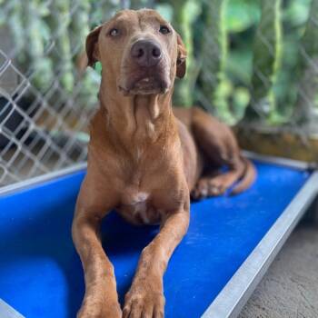 Graphic -  Doberman Pinscher and Weimaraner Dog for Adoption in San Juan, San Juan - Graphic | PetCurious