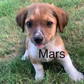 Mars -  Mixed Breed Dog for Adoption in Park Falls, Wisconsin - Mars | PetCurious