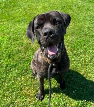 Casanova -  Cane Corso Dog for Adoption in Evansville, Indiana - Casanova | PetCurious