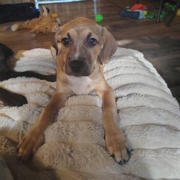 Mixed Breed Dogs Available for Adoption in Northwood, New Hampshire - Matilda | PetCurious