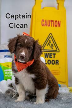 Australian Shepherd Dogs Available for Adoption - Captain Clean | PetCurious