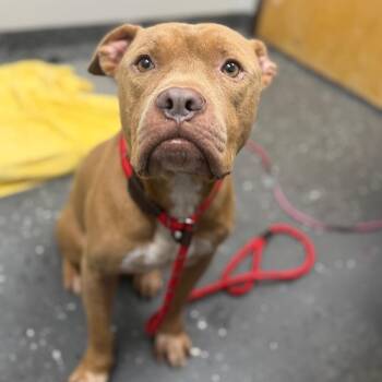 Floyd -  Mixed Breed Dog for Adoption in Alabaster, Alabama - Floyd | PetCurious