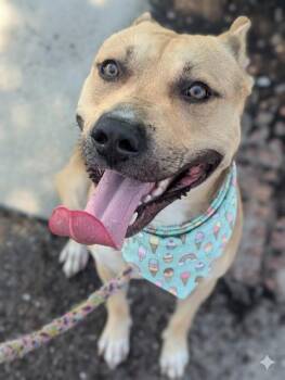 LALO -  Mixed Breed Dog for Adoption in Jacksonville, Florida - LALO | PetCurious