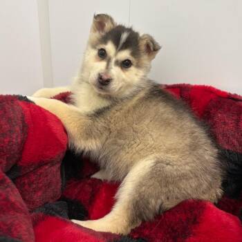 Husky Dogs Available for Adoption in Clavet, Saskatchewan - Ashe | PetCurious