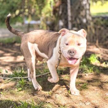 Chance -  English Bulldog Dog for Adoption in Springboro, Ohio - Chance | PetCurious