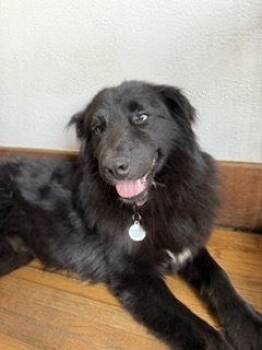 Wolf -  Shepherd and Husky Dog for Adoption - Wolf | PetCurious