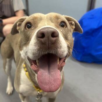 Nadia -  Mixed Breed and Pit Bull Terrier Dog for Adoption in Salt Lake City, Utah - Nadia | PetCurious