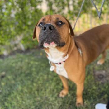 Angus -  Rhodesian Ridgeback and Cane Corso Dog for Adoption in Los Angeles, California - Angus | PetCurious