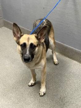 DAYSI -  German Shepherd Dog Dog for Adoption in Las Vegas, Nevada - DAYSI | PetCurious
