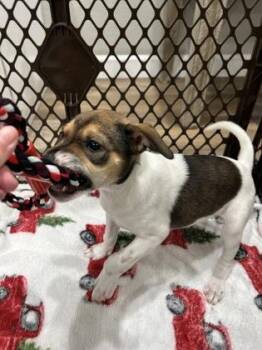Michelob ULTRA -  Mixed Breed Dog for Adoption in Pleasanton, California - Michelob ULTRA | PetCurious