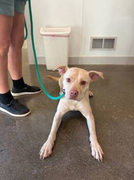 Rescue Labrador Retriever and Pit Bull Terrier Dogs for Adoption in Louisville, Kentucky - Arlo | PetCurious