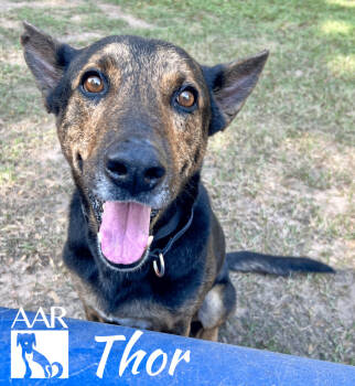 Rescue Shepherd Dogs for Adoption in Magnolia, Texas - Thor | PetCurious