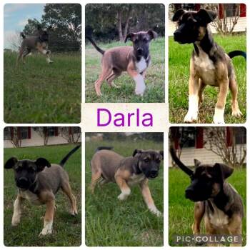 Rescue Terrier Dogs for Adoption in Arundel, Maine - Darla - In Maine | PetCurious