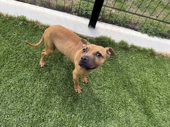 Pit Bull Terrier Dogs Available for Adoption - Eli  | PetCurious