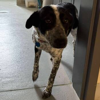 Rescue Mixed Breed Dogs for Adoption in Huntington, West Virginia - Keely | PetCurious