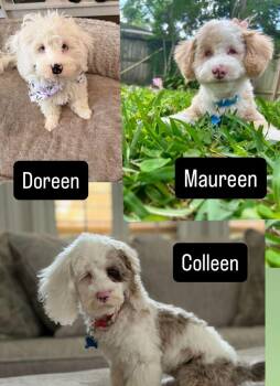 Cockapoo Dogs Available for Adoption in Garland, Texas - The Teeny-’een’y Girls | PetCurious