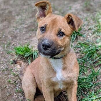 641 (2026) Stormy -  Labrador Retriever and Shepherd Dog Available for Adoption in Parker, Colorado - 641 (2026) Stormy | PetCurious