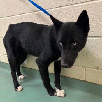 Mixed Breed Dogs Available for Adoption in Memphis, Tennessee - Sterling | PetCurious