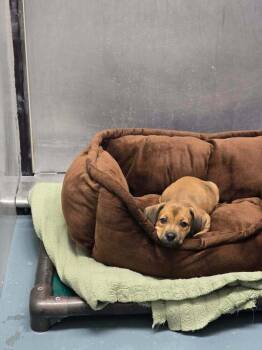 Malia -  Black Mouth Cur Dog for Adoption in Denver, Colorado - Malia | PetCurious