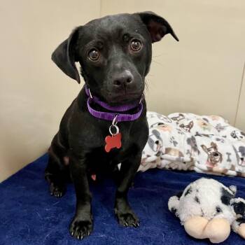 Pantera 54203 -  Chihuahua and Mixed Breed Dog for Adoption in Las Vegas, Nevada - Pantera 54203 | PetCurious