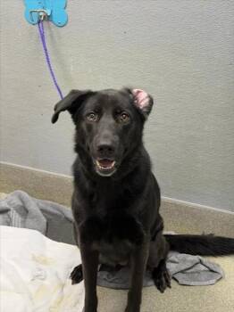 OLIVE -  Labrador Retriever Dog for Adoption in Las Vegas, Nevada - OLIVE | PetCurious