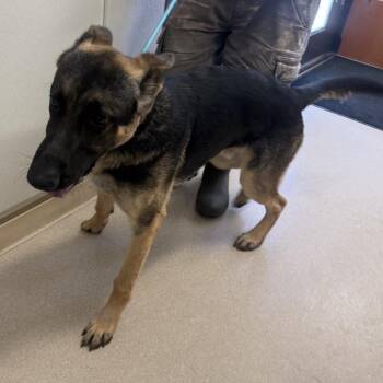 Steven -  German Shepherd Dog Dog for Adoption in Fort Bragg, California - Steven | PetCurious