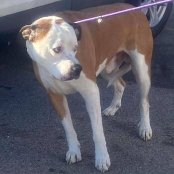 Mixed Breed Dogs Available for Adoption - Paxton Stray Hold 2/17 | PetCurious