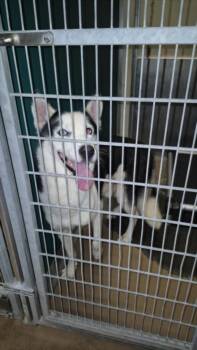 BILL FURRY -  Husky and Mixed Breed Dog for Adoption in Texas City, Texas - BILL FURRY | PetCurious