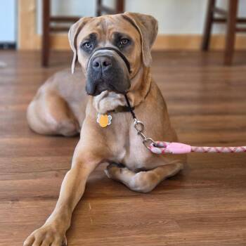 Cane Corso Dogs Available for Adoption - Emi | PetCurious