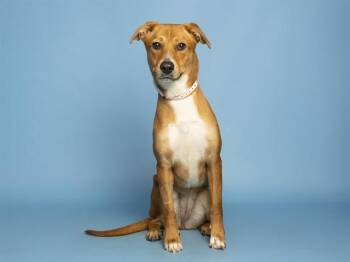 NELLIE -  Labrador Retriever Dog for Adoption in Phoenix, Arizona - NELLIE | PetCurious