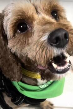 Willow ( courtesy post ) -  Terrier Dog for Adoption in Warren, Rhode Island - Willow ( Courtesy Post ) | PetCurious