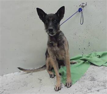 WOLF -  German Shepherd Dog and Mixed Breed Dog for Adoption in Houston, Texas - WOLF | PetCurious