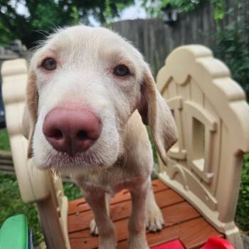 Basilisk -  Poodle and Wirehaired Dachshund Dog for Adoption - Basilisk | PetCurious