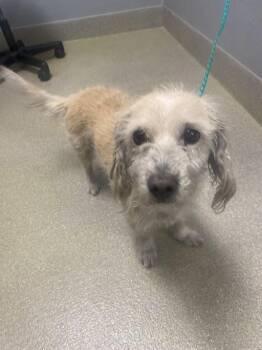 Terrier Dogs Available for Adoption - CHEWY | PetCurious