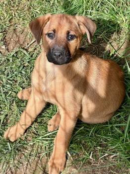 Rescue Mixed Breed Dogs for Adoption in Louisville, Kentucky - Gemini | PetCurious