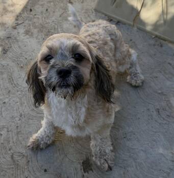 Chuy -  Lhasa Apso and Miniature Poodle Dog for Adoption in Los Angeles, California - Chuy | PetCurious