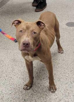 Callan -  Pit Bull Terrier and Mixed Breed Dog for Adoption in Kansas City, Missouri - Callan | PetCurious