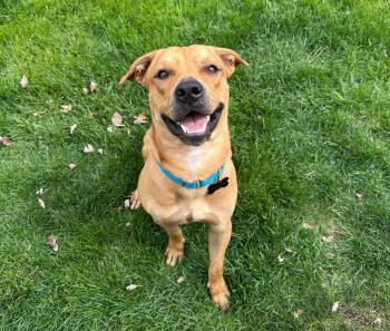 Rescue Yellow Labrador Retriever and Mixed Breed Dogs for Adoption in Carolina, Carolina - Mateo The Smilely Guy | PetCurious