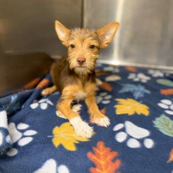 Paco -  Chihuahua Dog for Adoption in Laredo, Texas - Paco | PetCurious