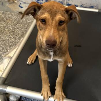 Husky and German Shepherd Dog Dogs Available for Adoption in Beaumont, Texas - Marco | PetCurious