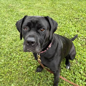 Roxy -  Mastiff Dog for Adoption in New Albany, Ohio - Roxy | PetCurious