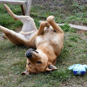 German Shepherd Dog and Husky Dogs Available for Adoption in Beaumont, Texas - Slow Mo | PetCurious