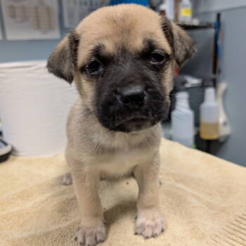 Rescue Pug and Australian Shepherd Dogs for Adoption in New Castle, Delaware - Mercury | PetCurious