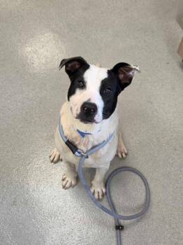 Groot -  Pit Bull Terrier and Mixed Breed Dog for Adoption in Chillicothe, Ohio - Groot | PetCurious