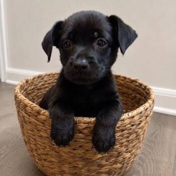 Perrie Anne -  Terrier Dog for Adoption in Bethel, Connecticut - Perrie Anne | PetCurious