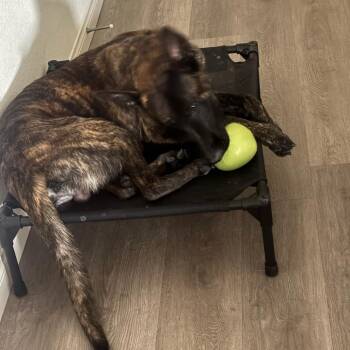 Dutch Shepherd Dogs Available for Adoption in Las Vegas, Nevada - Donald | PetCurious