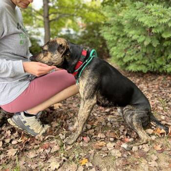 Mixed Breed Dogs Available for Adoption in Asheville, North Carolina - Hugger | PetCurious