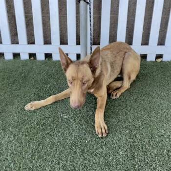 A612654 -  German Shepherd Dog and Mixed Breed Dog for Adoption in Modesto, California - A612654 | PetCurious